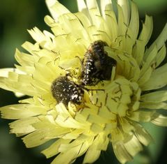 Buprestes dans une fleur de pissenlit