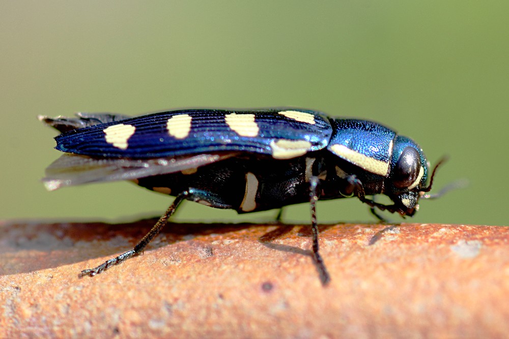 Buprestis octoguttata (Achtpunktiger Kiefernprachtkäfer)