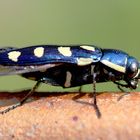 Buprestis octoguttata (Achtpunktiger Kiefernprachtkäfer)