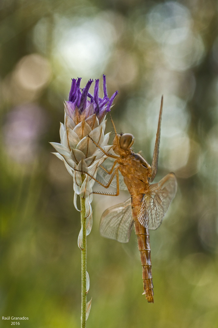 burbujeante