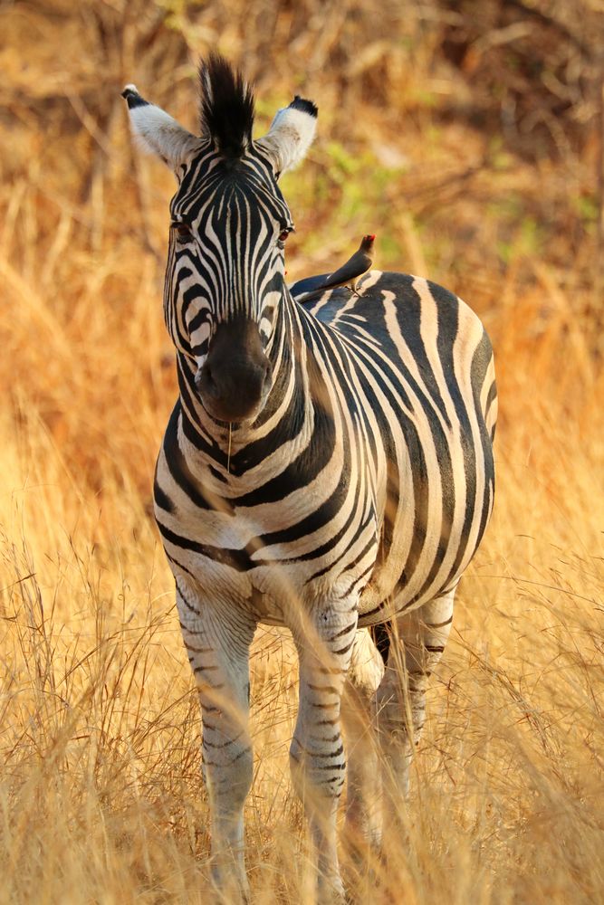 Burchal Zebra Portrait 3096