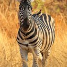 Burchal Zebra Portrait 3096