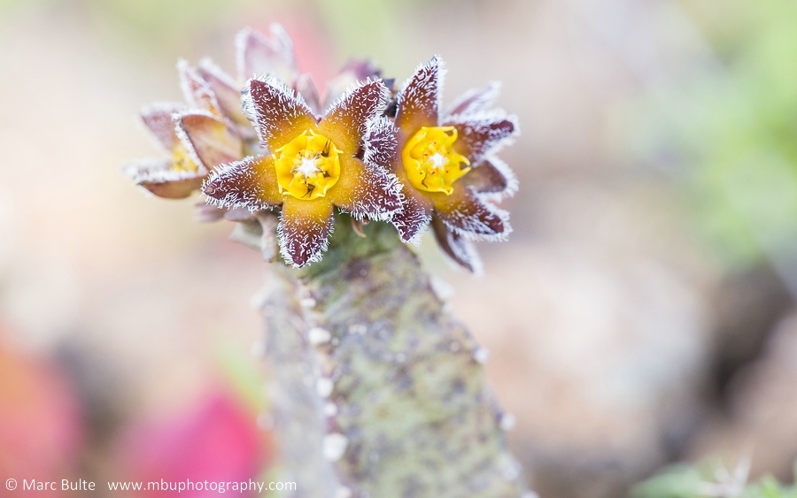 Burchards Fliegenblume