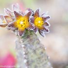 Burchards Fliegenblume