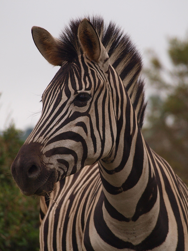 Burchell-Zebra