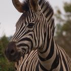 Burchell-Zebra