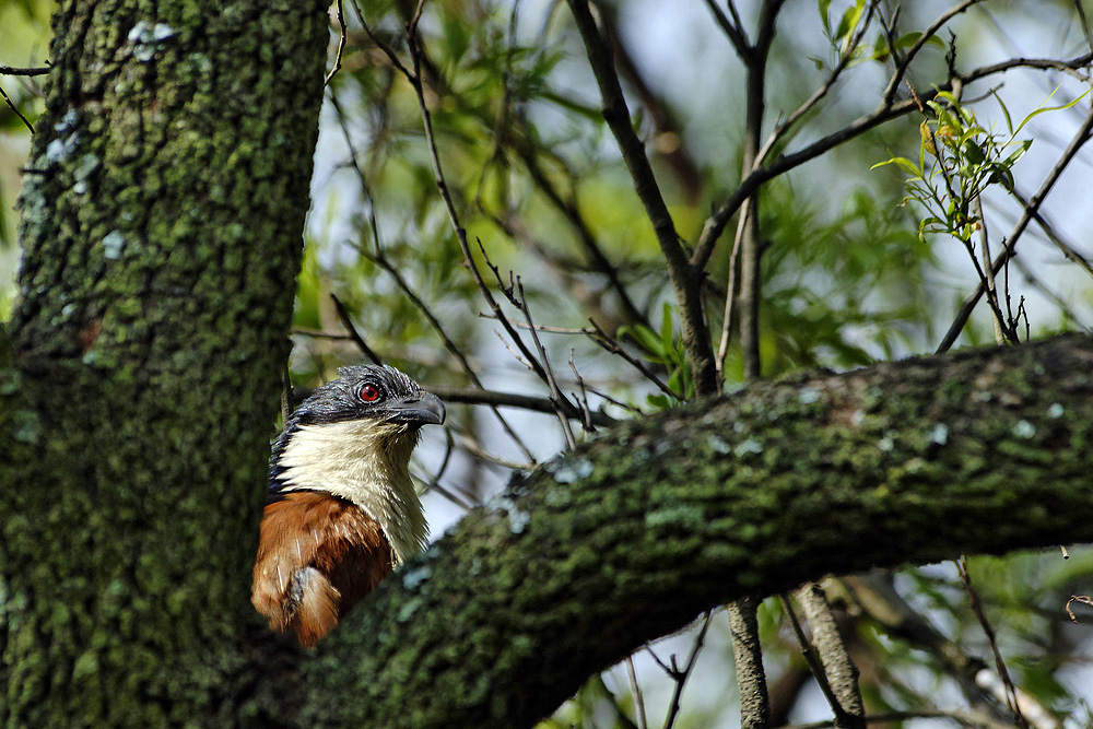 Burchell's Coucal