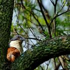 Burchell's Coucal