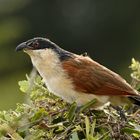 Burchell´s Coucal