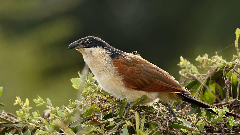 Burchell´s Coucal