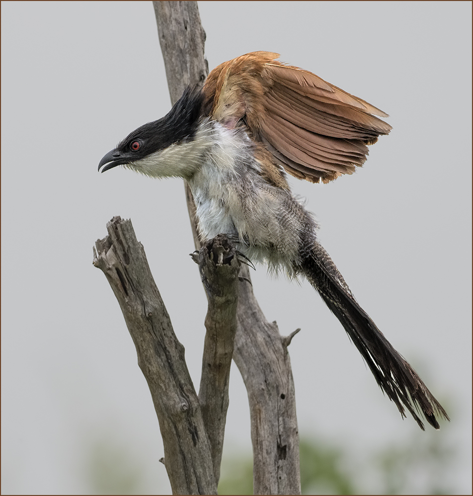 Burchell's Coucal