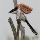 Burchell's Coucal