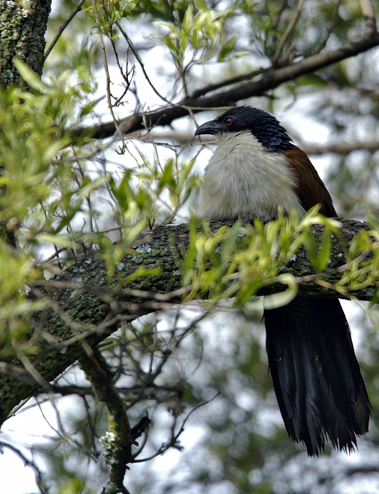 Burchell's Coucal (Centropus burchellii)