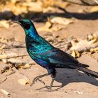 Burchell's Starling, Riesenglanzstar