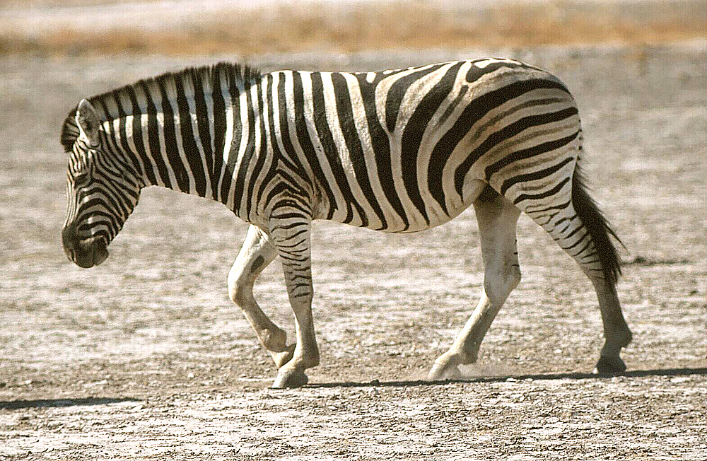 Burchell's Steppenzebra