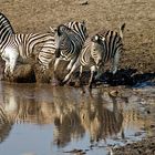 Burchell`s Steppenzebras am Okaukuejo Wasserloch / 09.2006