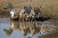 Burchell`s Steppenzebras am Okaukuejo Wasserloch / 09.2006