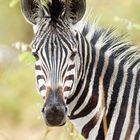 Burchell`s Zebra