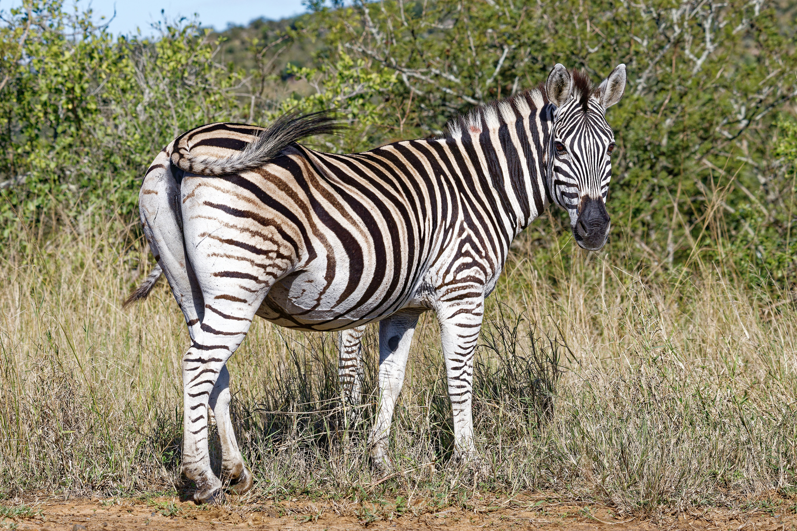 Burchells Zebra