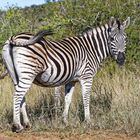 Burchells Zebra