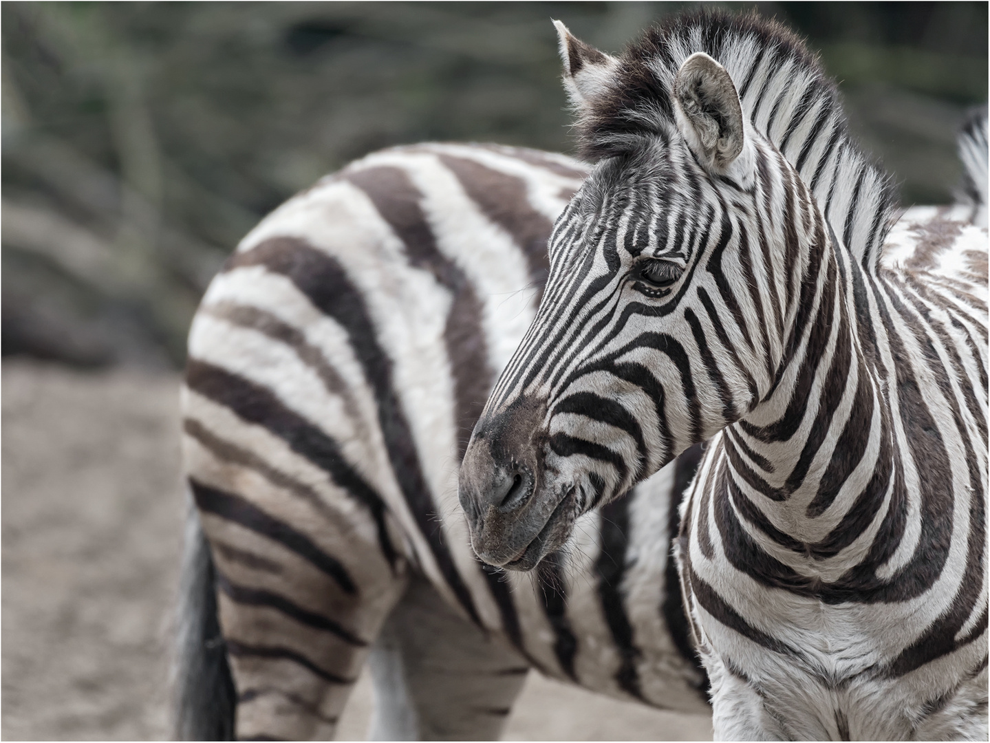 Burchell's Zebra