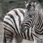 Burchell's Zebra