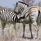 Burchell's Zebra mit Jungtier