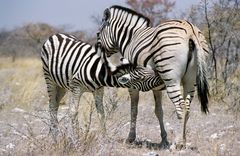 Burchell's Zebra mit Jungtier