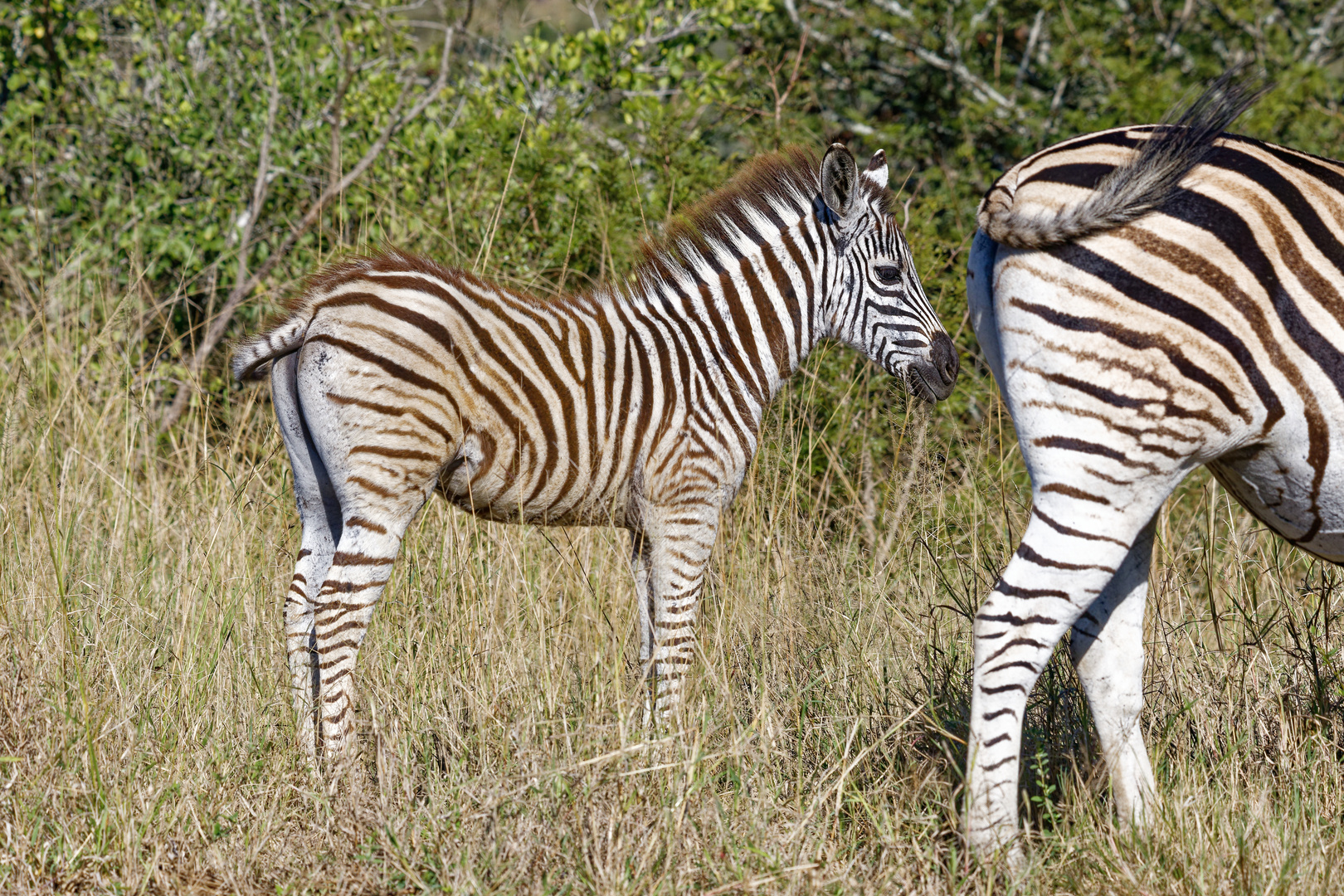 Burchells Zebra_1 Foto & Bild world, natur, south africa Bilder auf