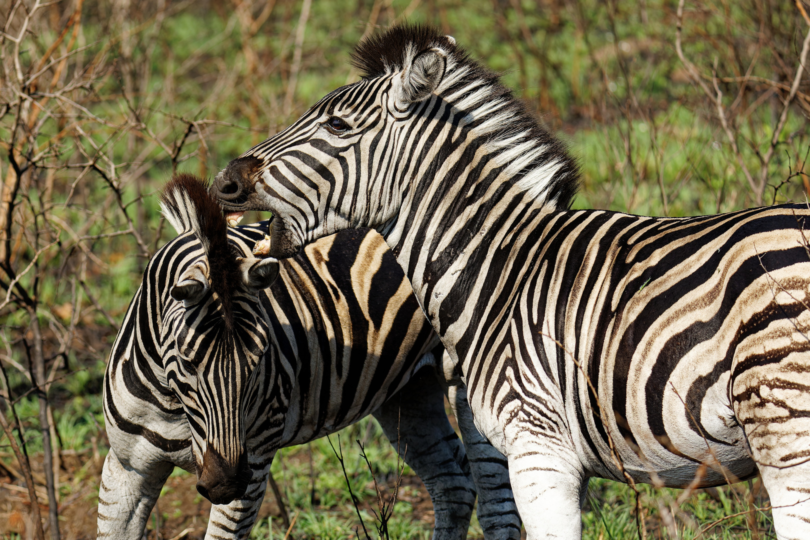 Burchell`s Zebras