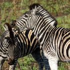 Burchell`s Zebras