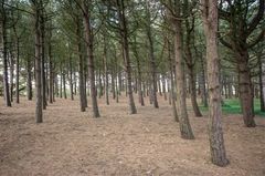 Buren (Ameland) - Dunes at the North Sea - 02