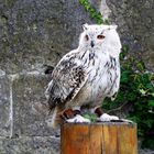 Burg Beilstein - Falknerei - 14-09-2018