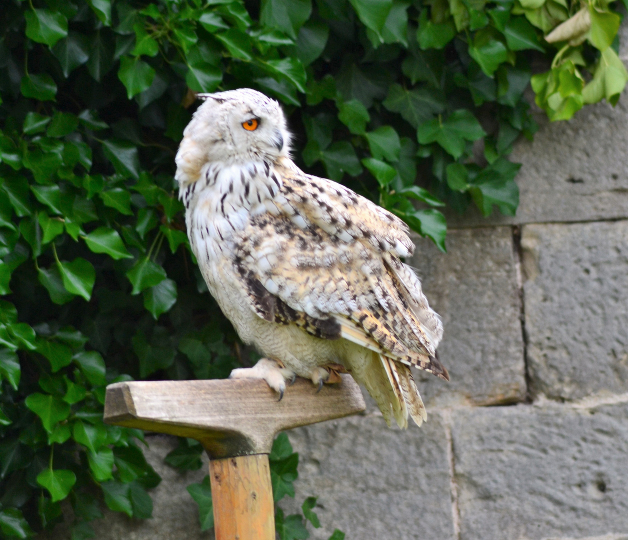 Burg Beilstein - Falknerei Flugvorführung - July 2016