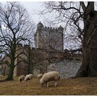 Burg Bentheim ...