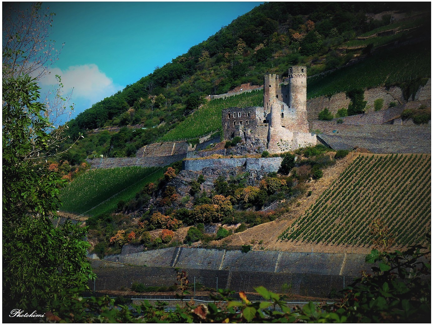 Burg Ehrenfels am Rhein