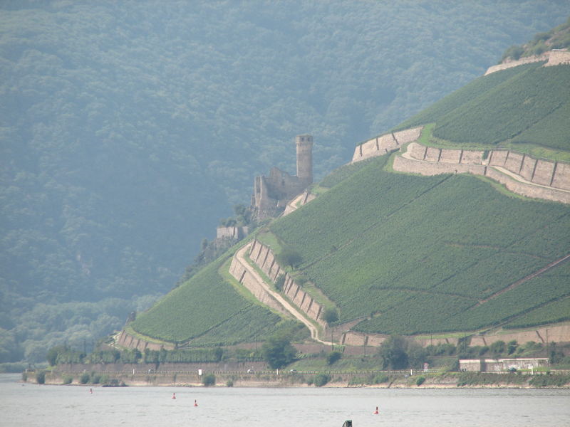 Burg Ehrenfels bei Rüdesheim