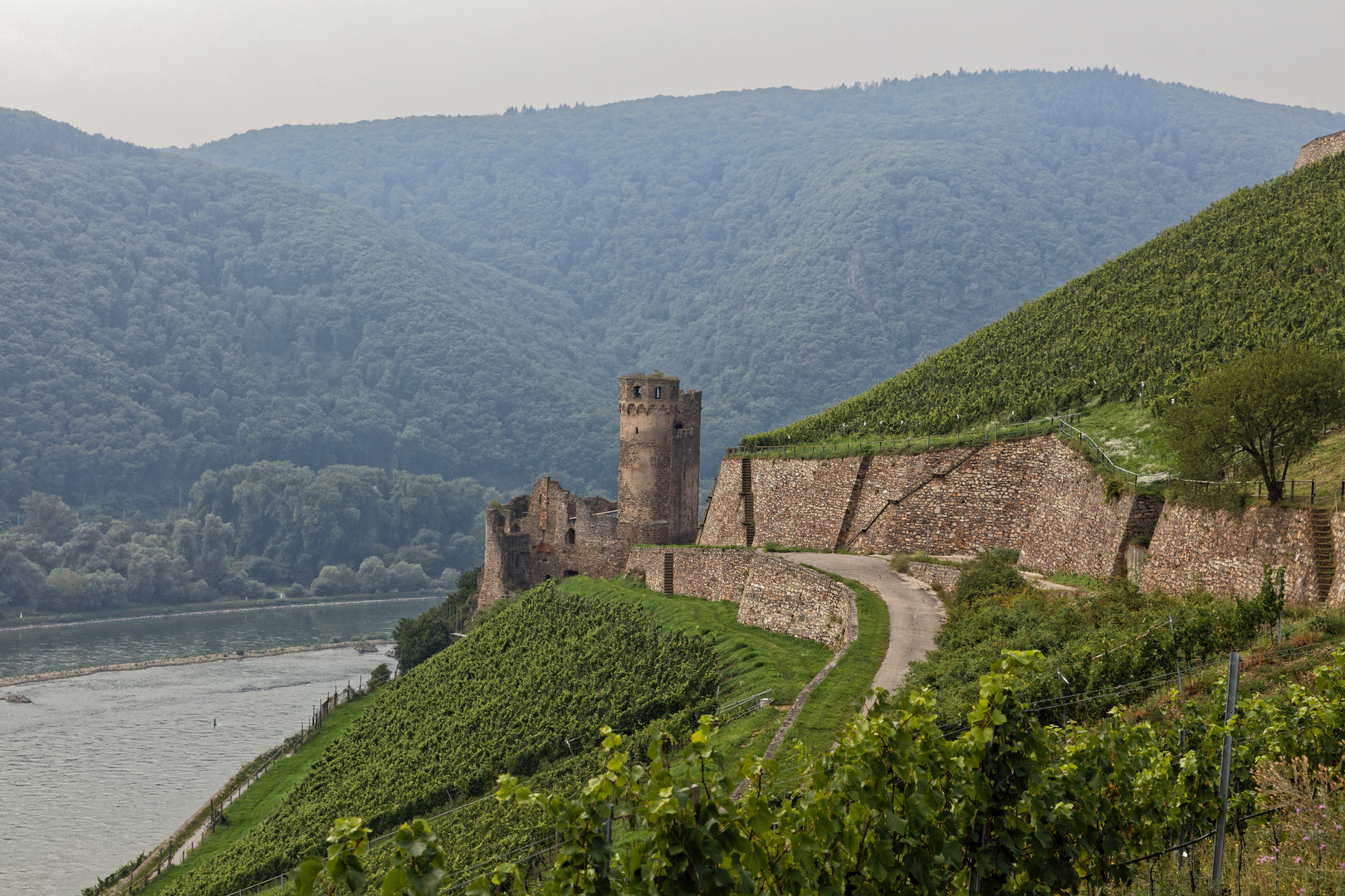 Burg Ehrenfels Rüdesheim