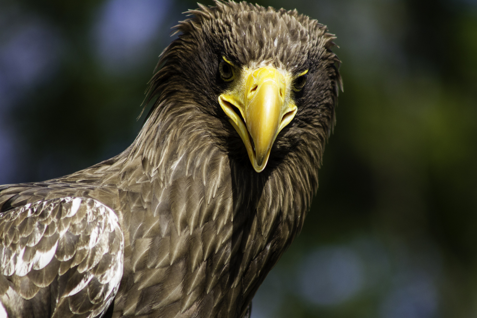 Burg Greifenstein Seeadler