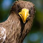 Burg Greifenstein Seeadler