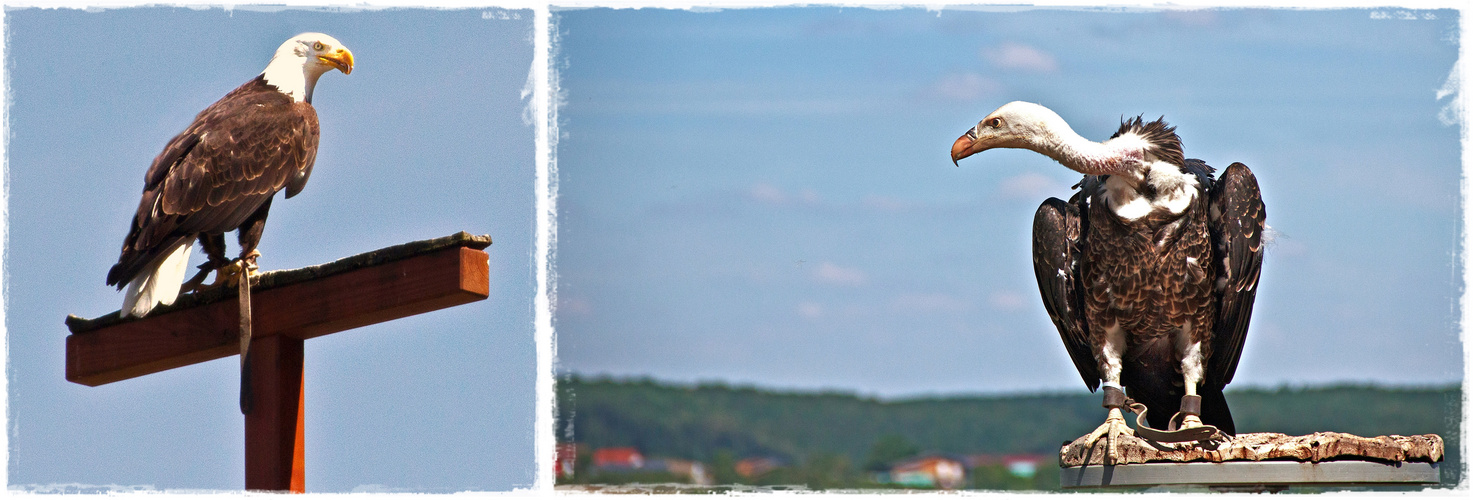 Burg Guttemberg-Weißkopfseeadler