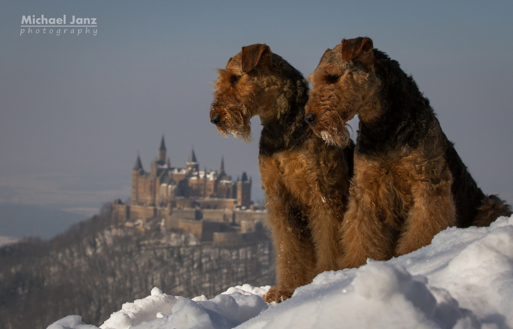 Burg Hohenzollern mit Hunden....