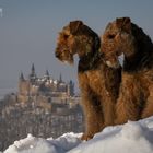 Burg Hohenzollern mit Hunden....