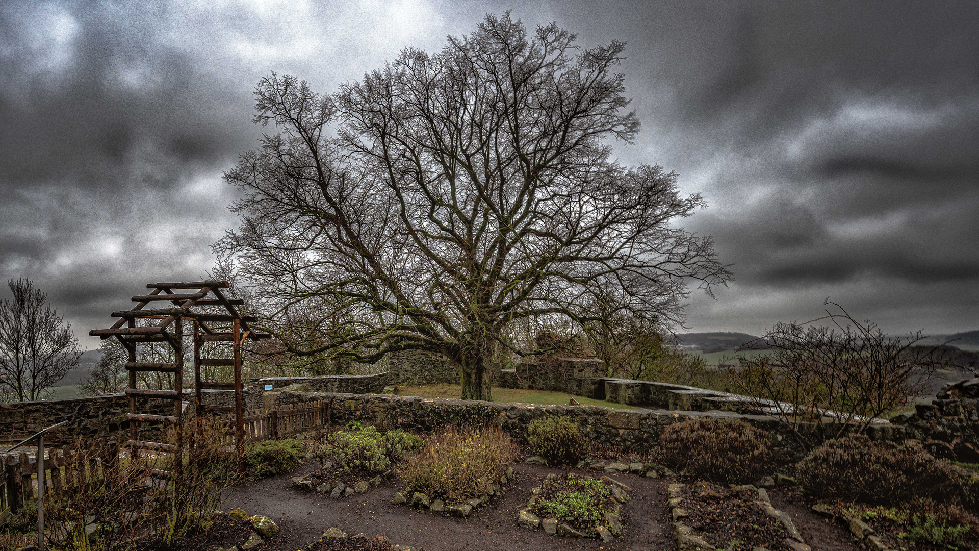 Burg-Homberg-02-Baum-ps