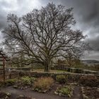 Burg-Homberg-02-Baum-ps