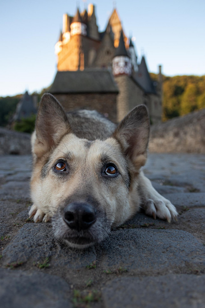 Burg-hund