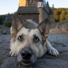 Burg-hund