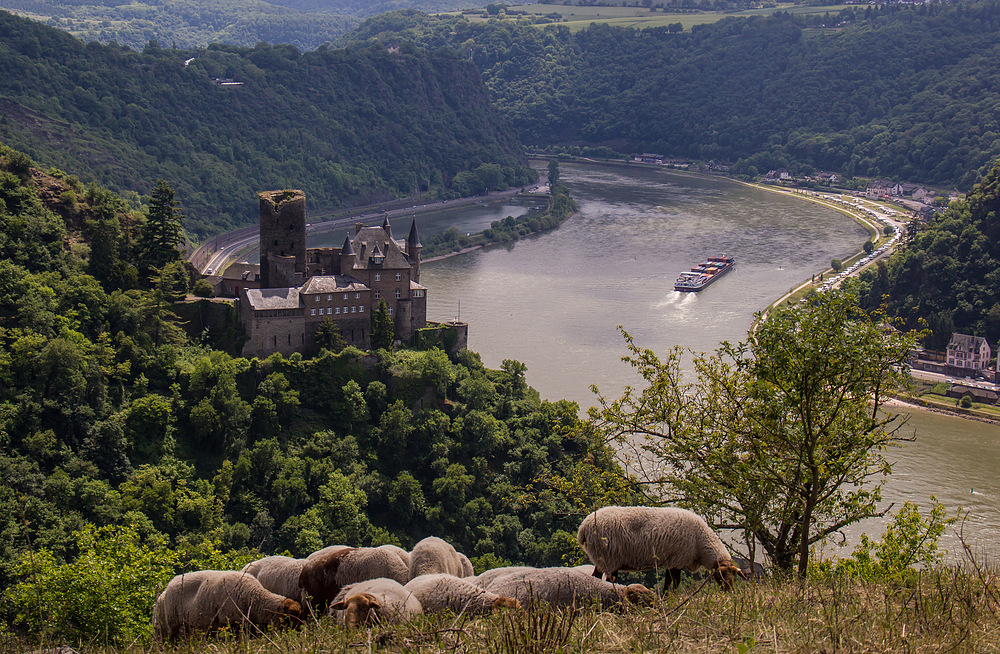 Burg Katz am Rhein