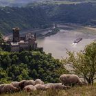 Burg Katz am Rhein