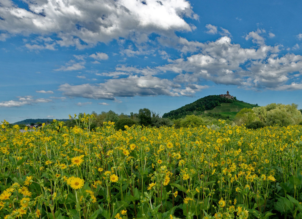 Burg Lichtenberg hinter der Blumenwiese